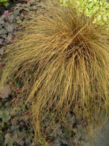 196592 CARFLA00 13