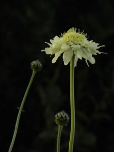 39825 CEPGIG00 11