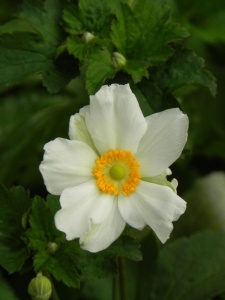 55277 ANEJAP05 12