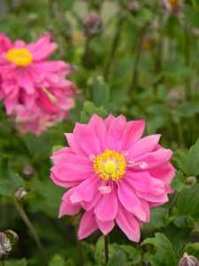 73136 ANEHYB02 13
