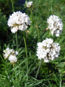 93683 ARMMAR04 11