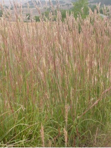 ANDGER00 11