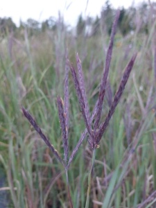 ANDGER01 11