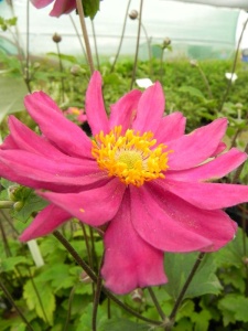 ANEHUP01 18