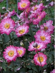 ANEHUP05 11