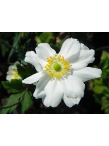 ANEJAP01 18