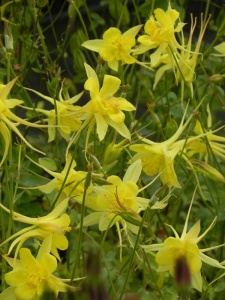 AQUCHR01 11
