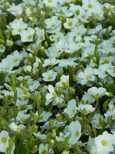 AREMON01 14