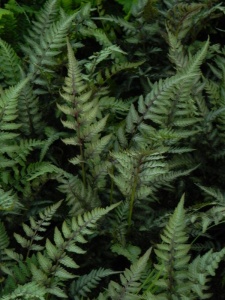 ATHNIP02 14