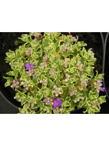 AUBGRA01 15