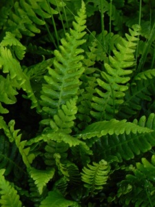 BLESPI00 12