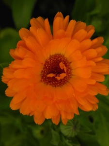 CALOFF00 14