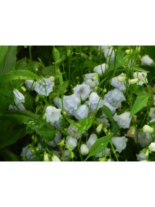 CAMCOC04 12