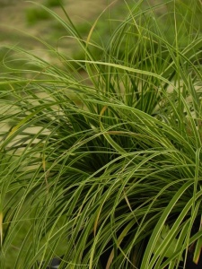 CAROSH03 14