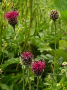CENATR00 11