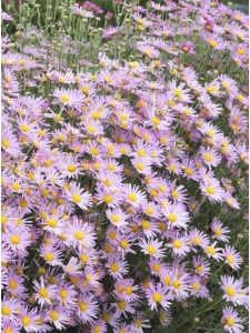 CHRRUB01 11