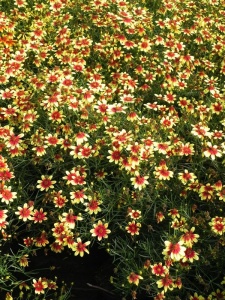 CORHYB04 15