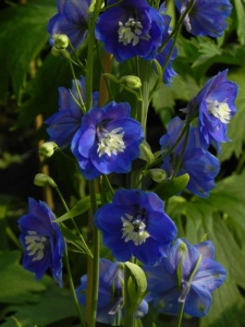 DELCUL07 16