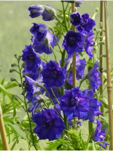 DELELA05 15