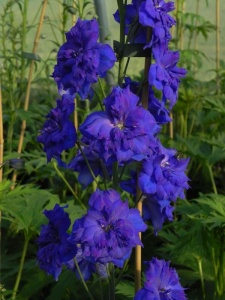 DELELA05 17