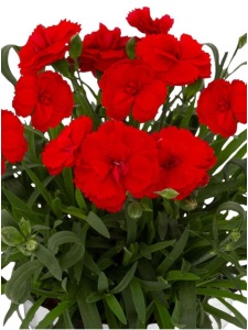 DIACAR07 11