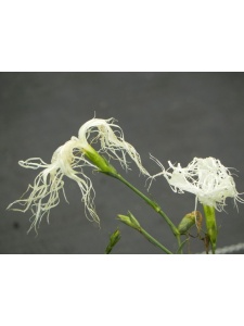 DIAISE01 14
