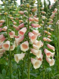 DIGPUR06 16