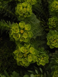 EUPMYR00 15