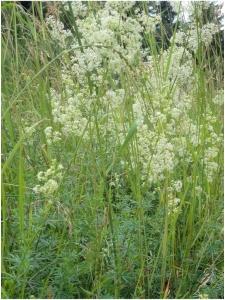 GALALB00 11