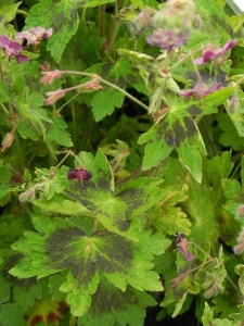 GERPHA01 14