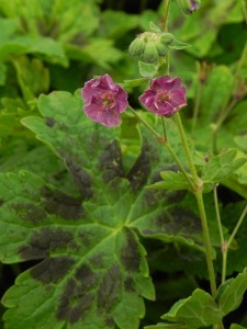 GERPHA01 18