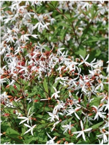 GILTRI00 11