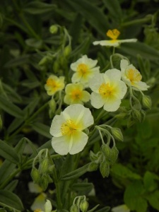 HELHYB04 11