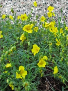 HELHYB05 11