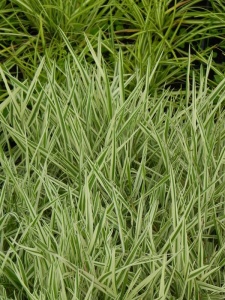 HOLMOL01 14