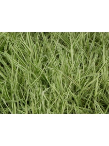 HOLMOL01 15