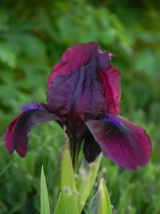 IRIPUM07 14