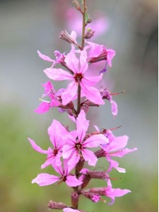 LYTSAL04 11