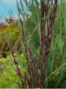 MOLARU05 11