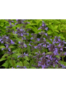 NEPKUB01 12