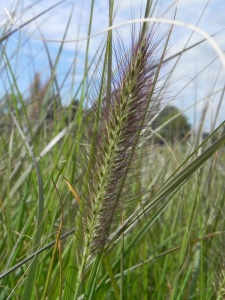 PENALO00 15