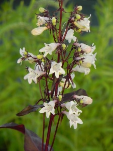 PENDIG01 16