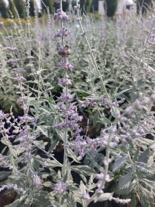 PERATR07 11