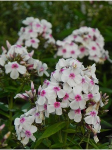 PHLPAN33 16