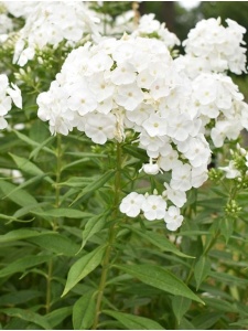 PHLPAN54 11