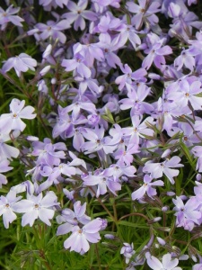 PHLSUB05 14