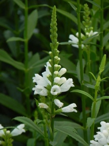 PHYVIR02 15