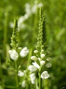 PHYVIR02 17
