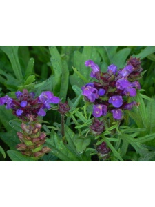 PRUGRA01 14