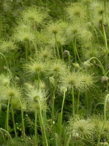 PULVUL03 18